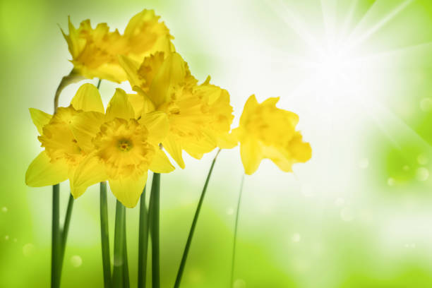istock isolated daffodils in beautiful spring meadow on abstract blurred background, springtime idyll with easter flowers, closeup 1304351488