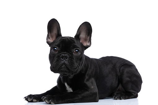 side view of cute little french bulldog puppy looking up while laying down isolated on white background in studio