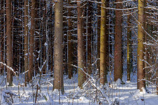 Woodland background. Spruce forest in winter. Natural pattern winter background of trees trunks with snow.