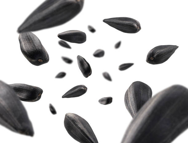 istock Sunflower seeds levitate on a white background 1304354089