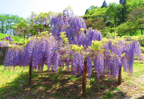 istock Wisteria flower 1304355310
