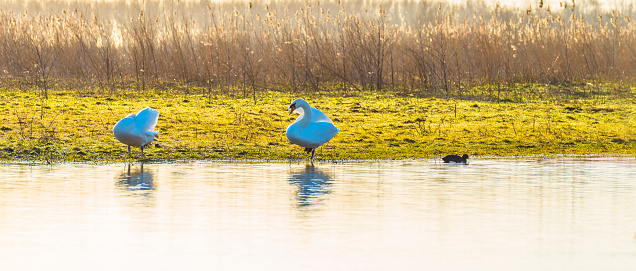 Swans along the edge of a lake in wetland in sunlight at sunrise in winter, Almere, Flevoland, The Netherlands, February 26, 2021