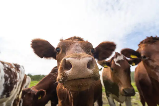 Photo of Funny cows portrait with a wide angle lens: crazy playful cattle