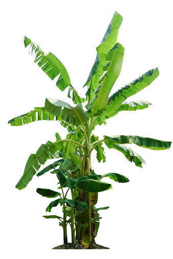 Banana tree isolated on white background with clipping paths for garden design.Economic crops of tropical countries are gaining popularity.