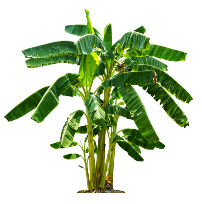 Banana tree isolated with clipping paths for garden design.Economic crops of tropical countries are gaining popularity.The fruit that people around the world love to eat.
