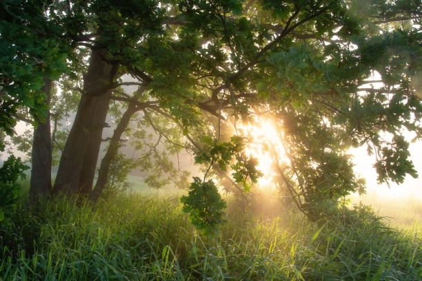 scène ensoleillée lumineuse de nature de matin. chêne vert dans les rayons de soleil vifs dans le matin brumeux chaud. rayons du soleil à travers les branches de l’arbre. - vibrant color rural scene outdoors tree photos et images de collection