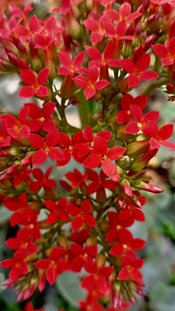 istock Red flower in the garden 1304360133