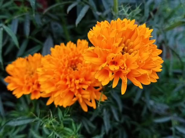 istock Yellow flower shoot on village 1304360399