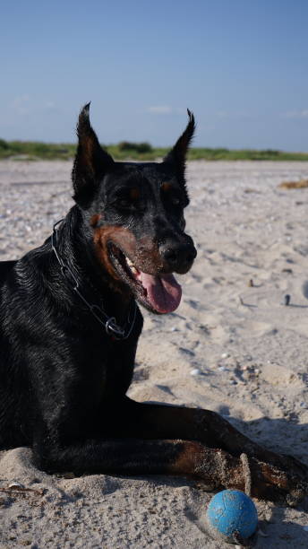 istock Doberman dog with dogs boll 1304360463
