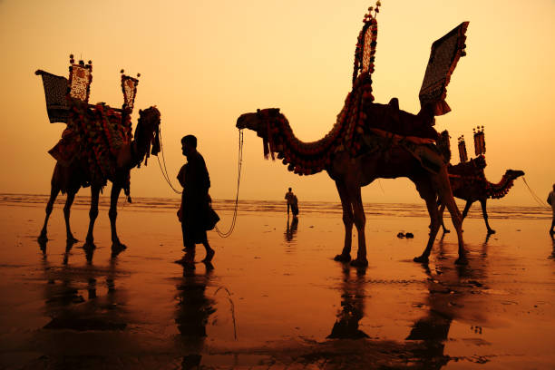 Decorated Camels for Camel rides at Clifton Beach, Karachi Karachi – Pakistan: Decorated camels for rides at Clifton - Karachi’s most famous beach. Camel rides are famous among tourists visiting Clifton beach. clifton stock pictures, royalty-free photos & images