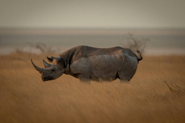 istock White rhino stands on savannah in profile 1304361528