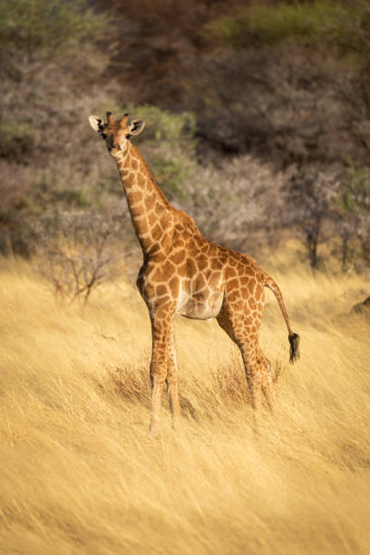 istock Young southern giraffe stands in tall grass 1304361667