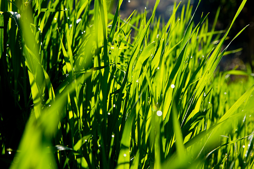 Fresh blade of green grass