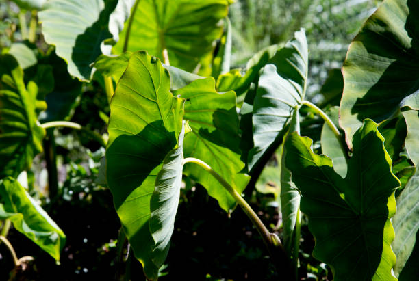 istock big green leaves in spring 1304363208
