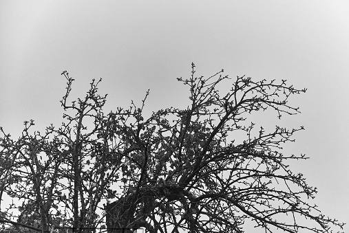 Ramas de pero árbol en la niebla photo