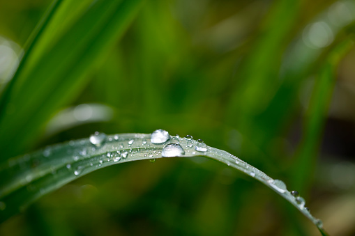 Dew droplets on fresh blade of green grass