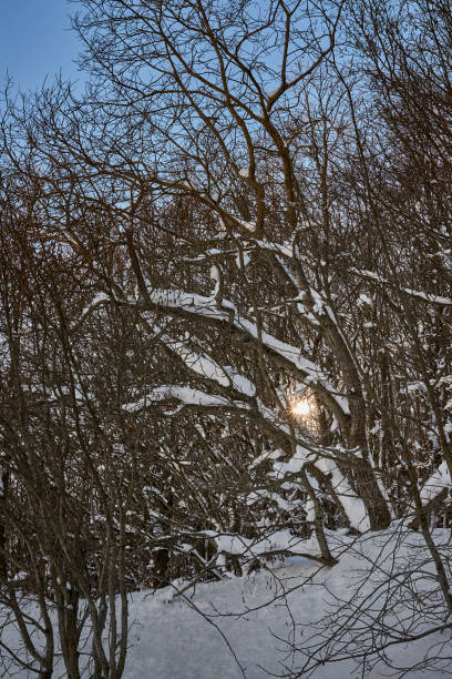 istock Rays of sun among branches of snowy trees 1304364328