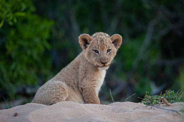 Cute Lion Cub stock photo