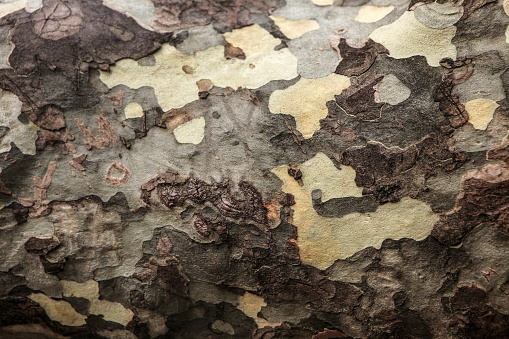 614 Years Old Sycamore Tree Trunk Texture