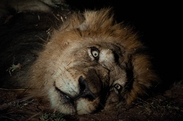 istock Male Lion in the Wild 1304365341