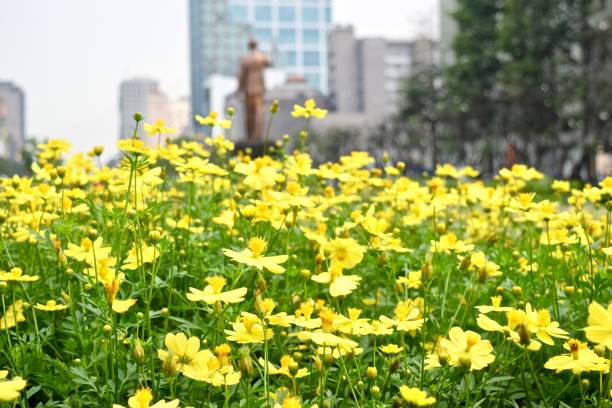 istock The dandelion flower at Vietnam. 1304365487