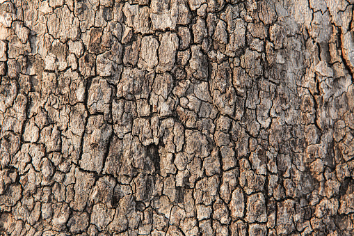 Close-up view of sycamore tree bark