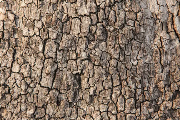 Photo of Tree Trunk Texture