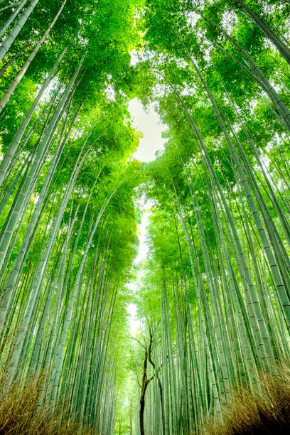 istock Oriental Travel Destinations. Sagano Bamboo Forest in Japan. Vertical Image Orientation 1304368564
