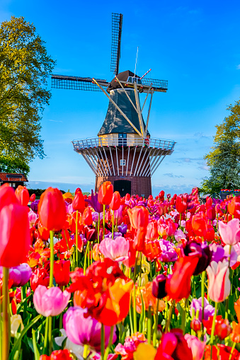 Dutch Traveling. Blooming Colorful Tulips In Keukenhof Public Flower Garden With Traditional Dutch Windmill In Background. Vertical Shoot