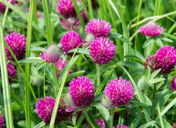 istock Pink clover flowers on a green field 1304369885