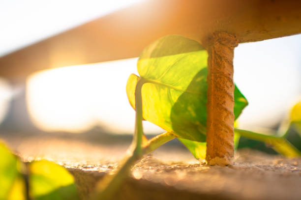 plant crawling and growing out from apartment balcony with backlit