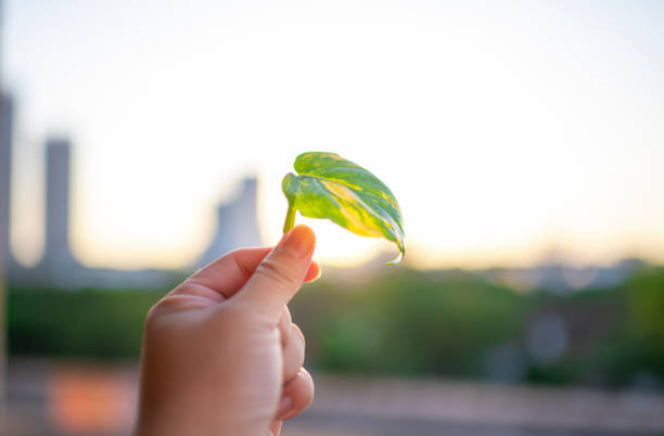 human hand holding leaf with backlit sunrise