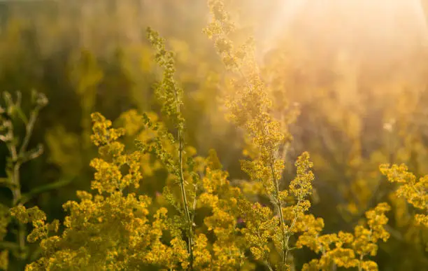 Tall yellow goldenrod flowers in a field in the bright rays of the setting sun.