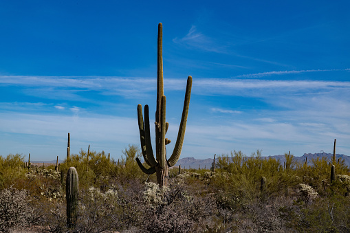 Landscape involving Saguaro cactus, prickly pear and other native cactus in morning looking eastward