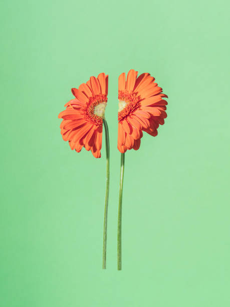 istock Light red daisy flower split in half against mint green background 1304370744