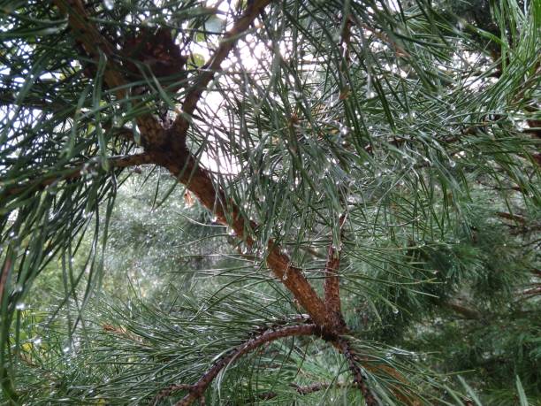 istock coniferous tree pine with raindrops on needles in the summer in the forest 1304370829