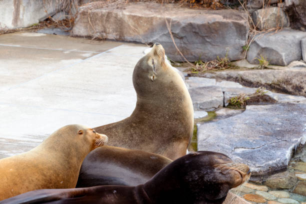 istock Three sea lions relaxing at the waterside 1304372001