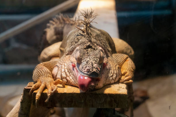 istock Iguana with red tongue 1304372020