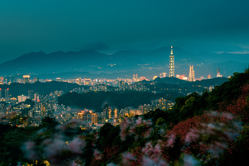 Cheery blossom with Taipei cityscape at night