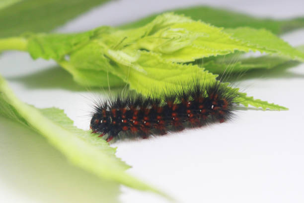 istock Caterpillar black red on the leaf 1304372260