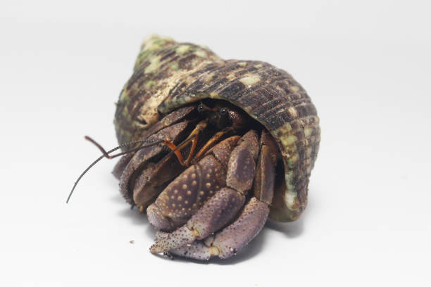 흰 배경에 은미 - hermit crab pets animal leg shell 뉴스 사진 이미지