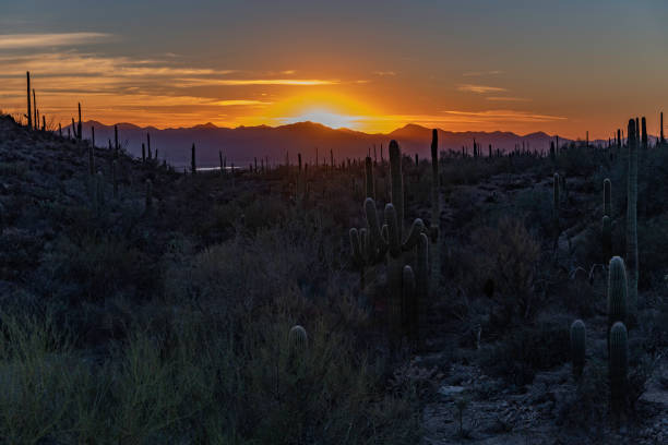 istock Dusk among tall stately Saguaro cactus in the US desert 1304374897