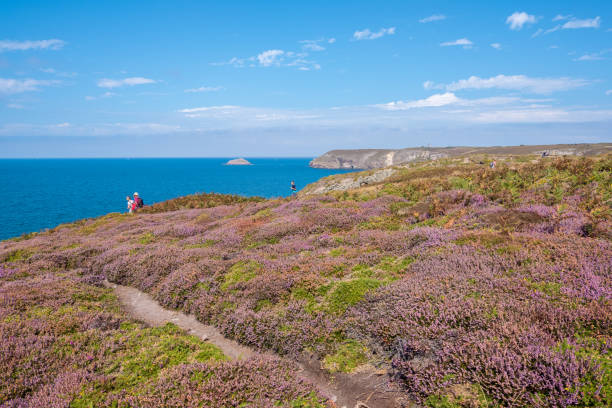 Atlantic coast of Cape Frehel, English channel, Bretagne in northwestern France Cotes-d-Armor, France - 25 August 2019: Beautiful landscape with lilac heath meadows at Cape Frehel in Brittany in Northwestern of France frehal photos stock pictures, royalty-free photos & images