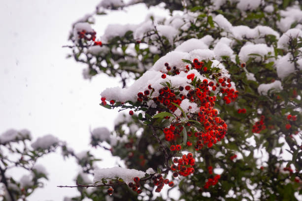 istock Red Berries in a Brach covered in Snow 1304376401