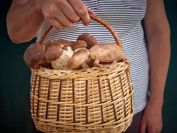istock Mushrooms in the basket. 1304376496