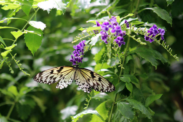 Idea leuconoe, paper kite, rice paper, tree nymph butterfly stock photo