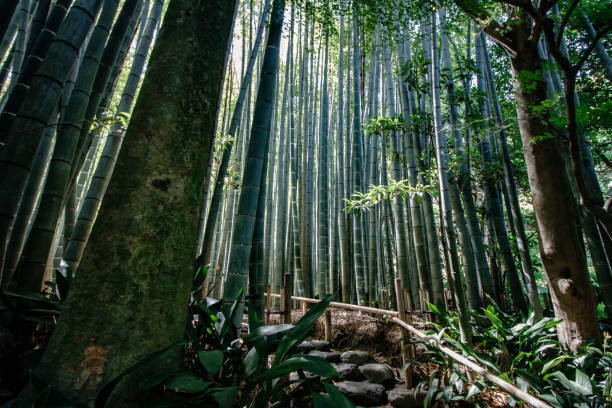 voie vide dans une forêt de bambou - kamakura photos et images de collection