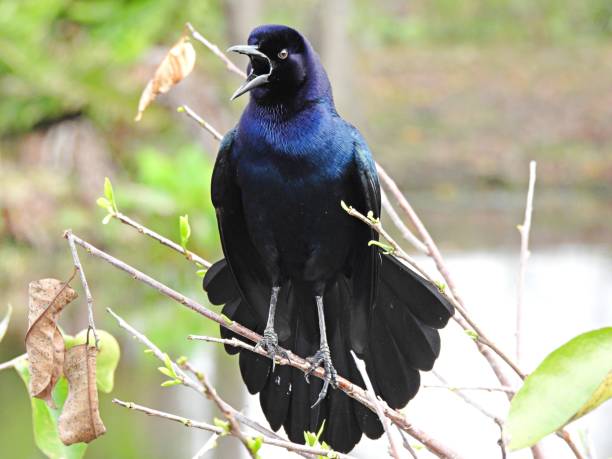 istock Boat-tailed Grackle (Quiscalus major) male perched on a branch singing 1304377353