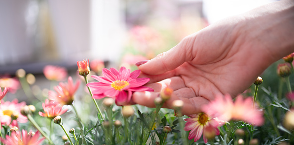 Female hand touching a pink flower