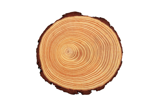 Tree stump, tree ring, wood texture